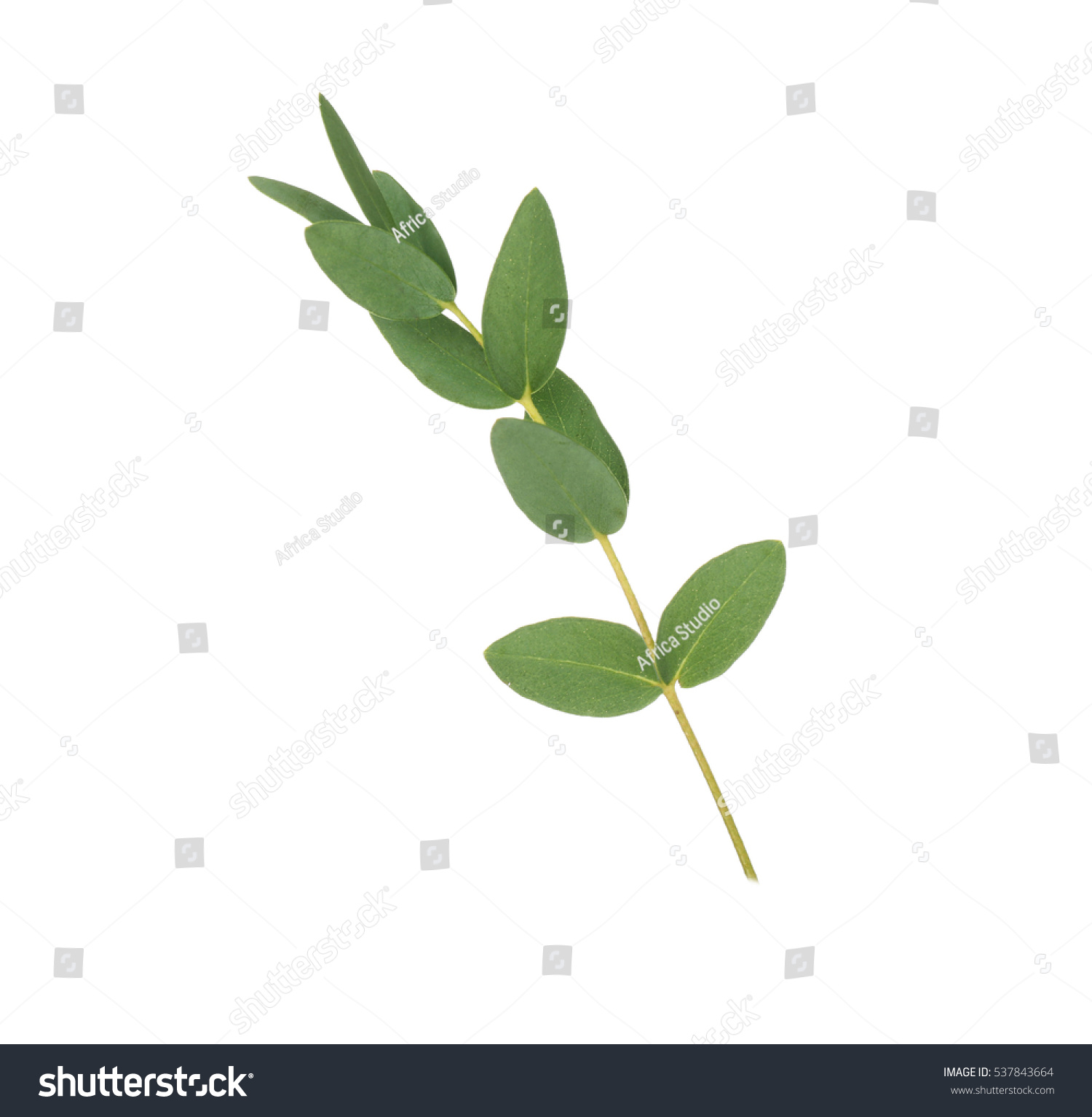 161,508 Eucalyptus leaves Images, Stock Photos & Vectors | Shutterstock