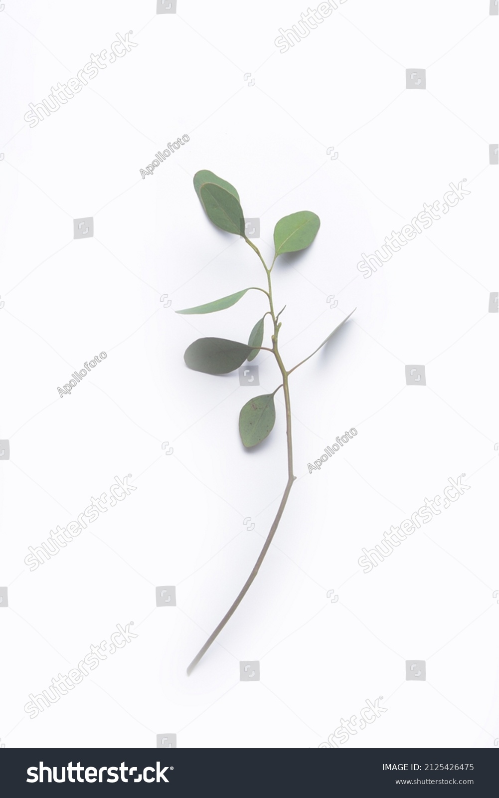 Green Eucalyptus Leaves Top View Stock Photo 2125426475 | Shutterstock