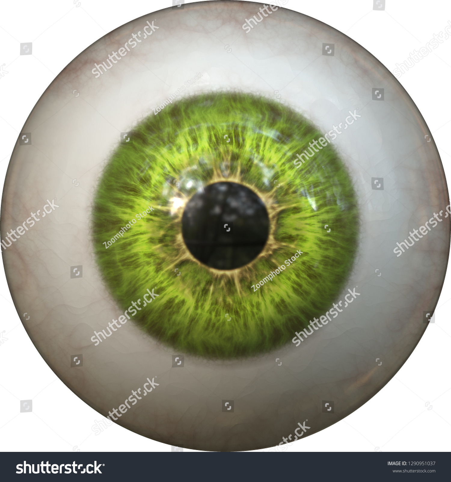 Green Eye Pupil Iris Eyeball Stock Illustration 1290951037 