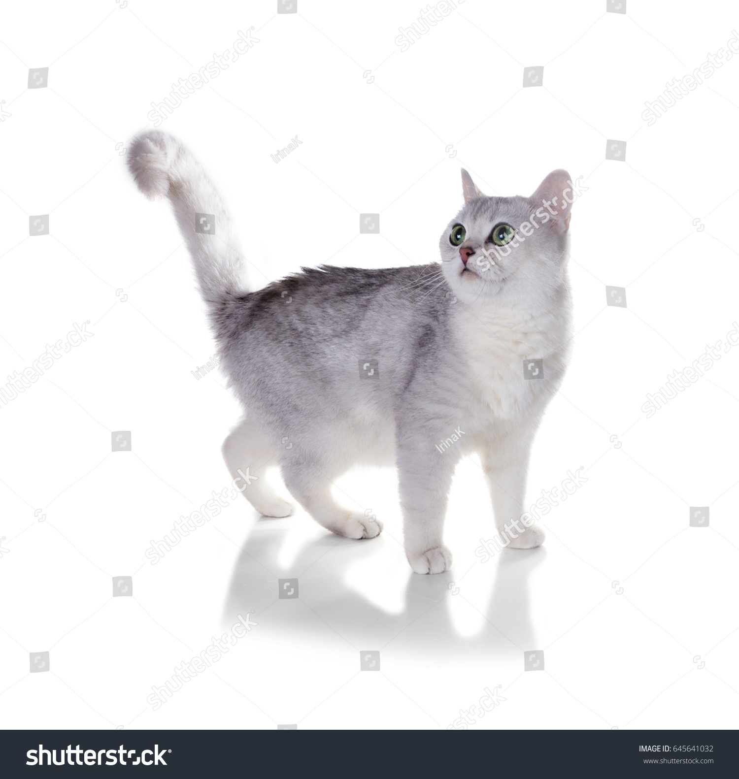 Greeneyed Cat Breed British Shorthaircolor Black Stock Photo Edit