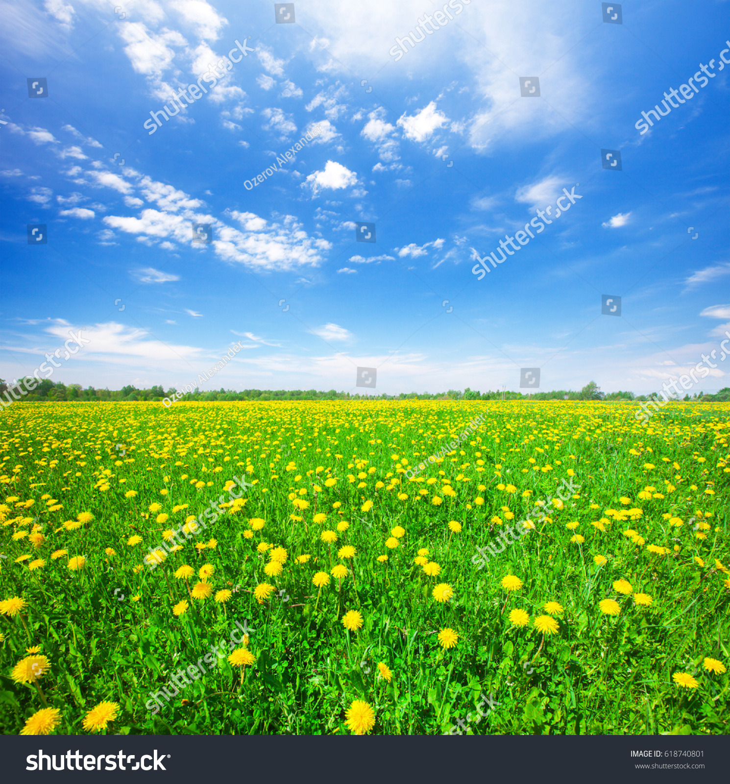 Green Field Flowers Under Blue Cloudy 库存照片 立即编辑