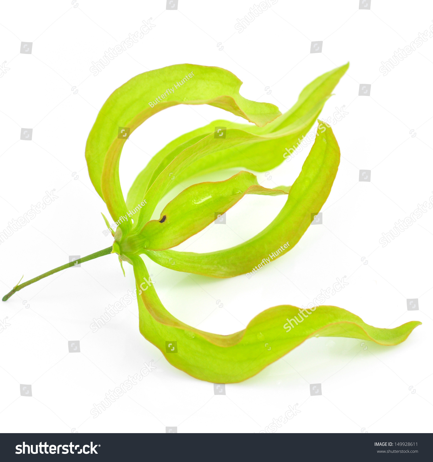 Green Flower Desmos Chinensis Isolated On Stock Photo 149928611 ...