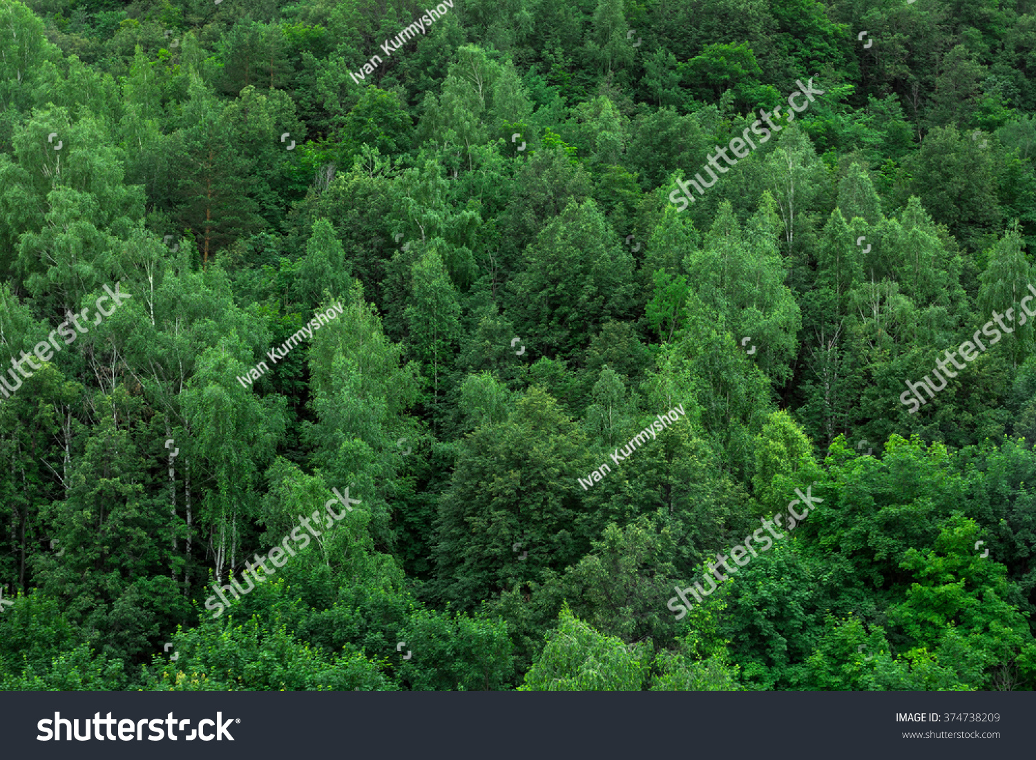 Green Forest Trees Texture Background Nature Stock Photo (Edit Now ...