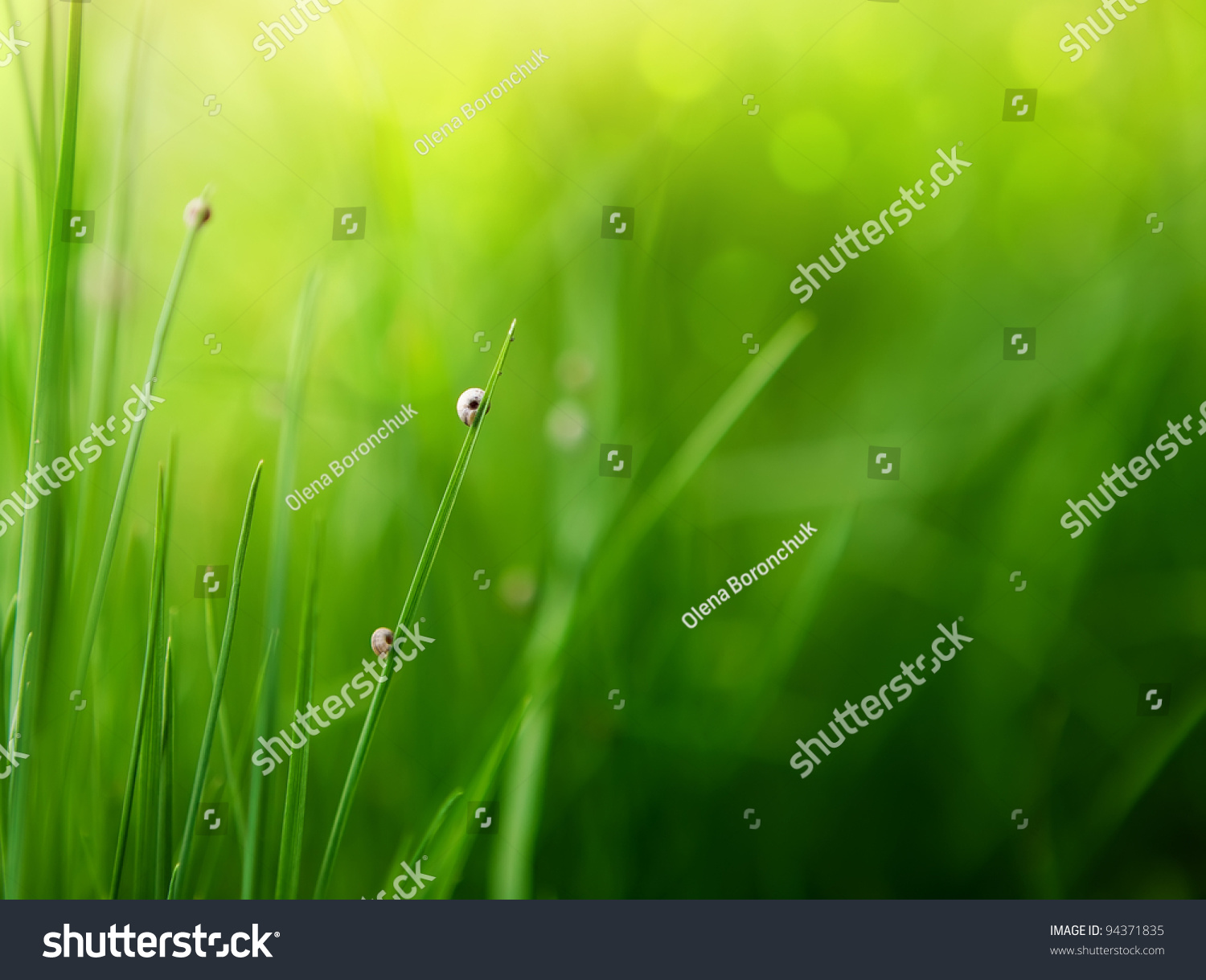 Green Grass Background With Color Bokeh Stock Photo 94371835 : Shutterstock