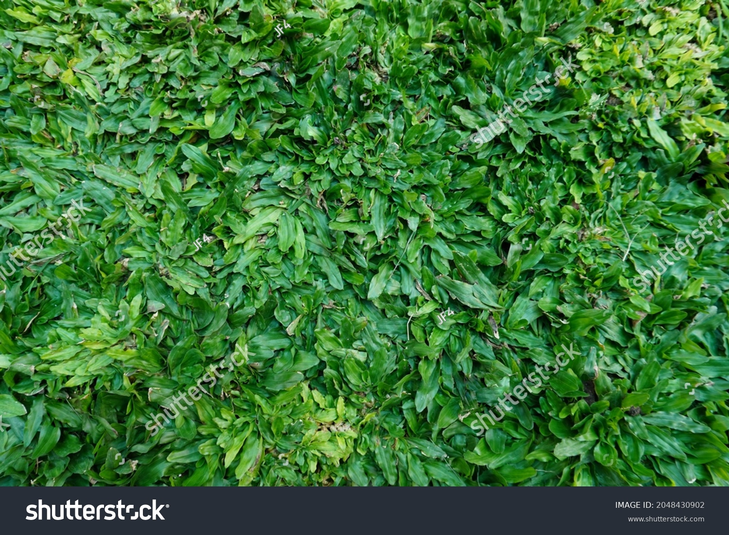 Green Grass Texture Background Top View Stock Photo 2048430902 ...