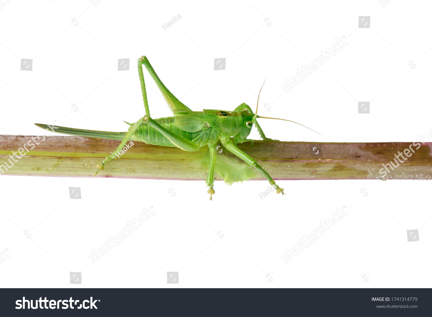 2,883 Long legged grasshopper Images, Stock Photos & Vectors | Shutterstock