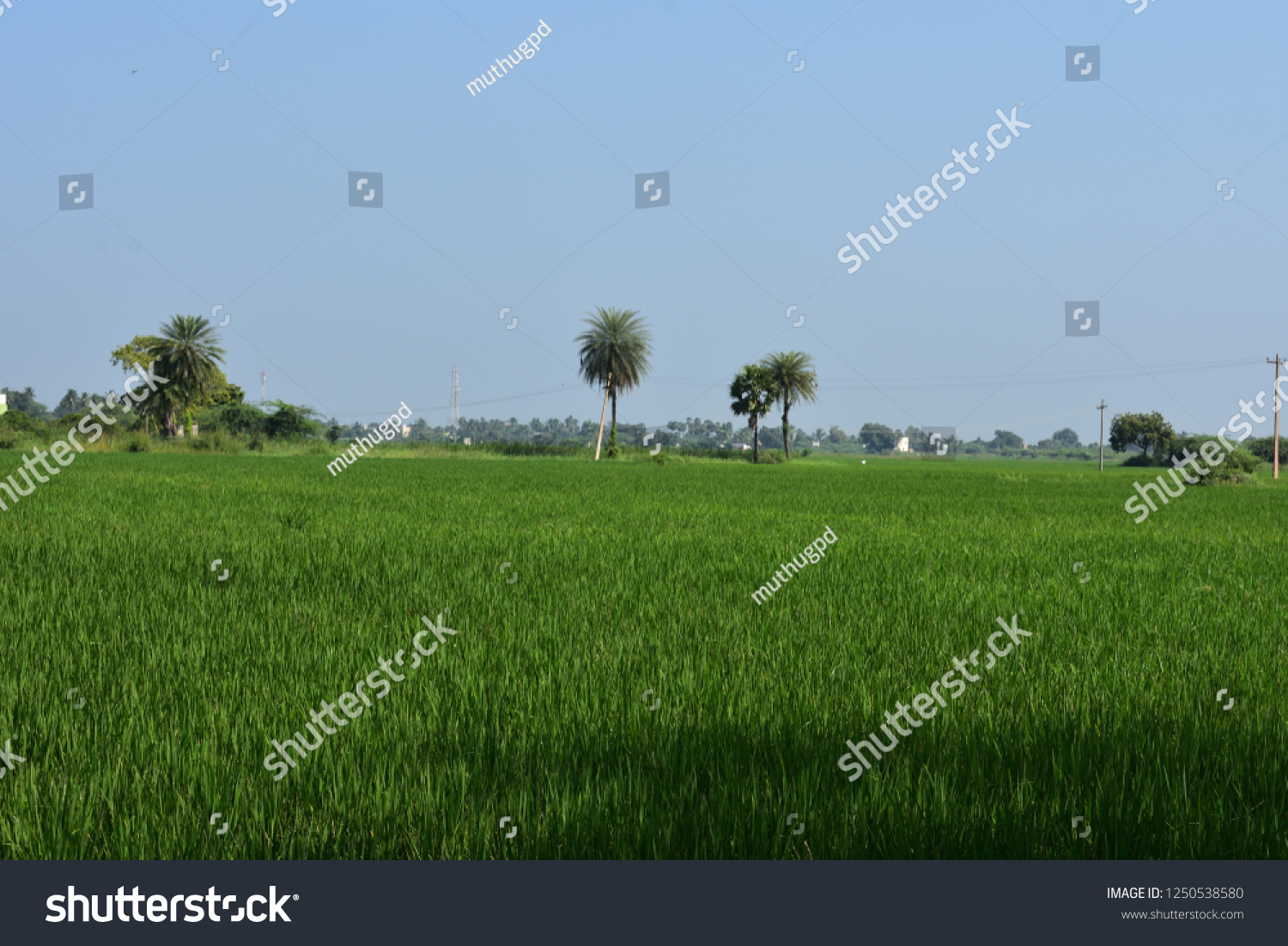 Green Hd Paddy Wallpaper Background Stock Photo Edit Now 1250538580