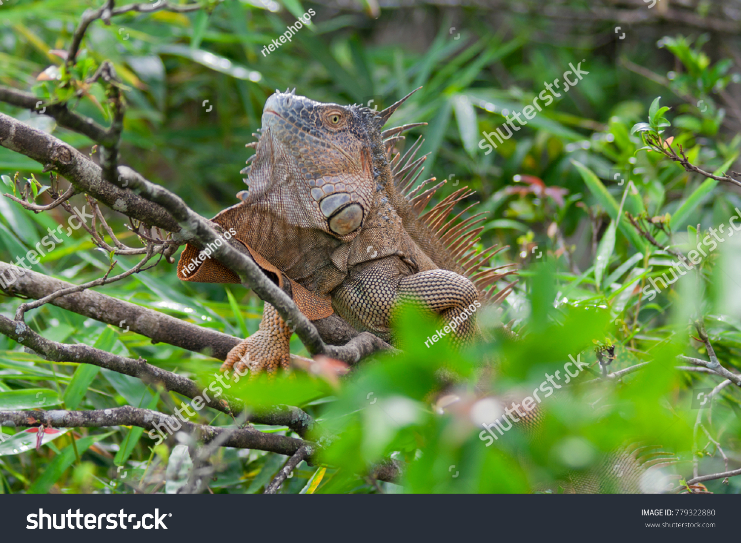 Green Iguana Tropical Rainforest Costa Rica Stock Photo 779322880 ...