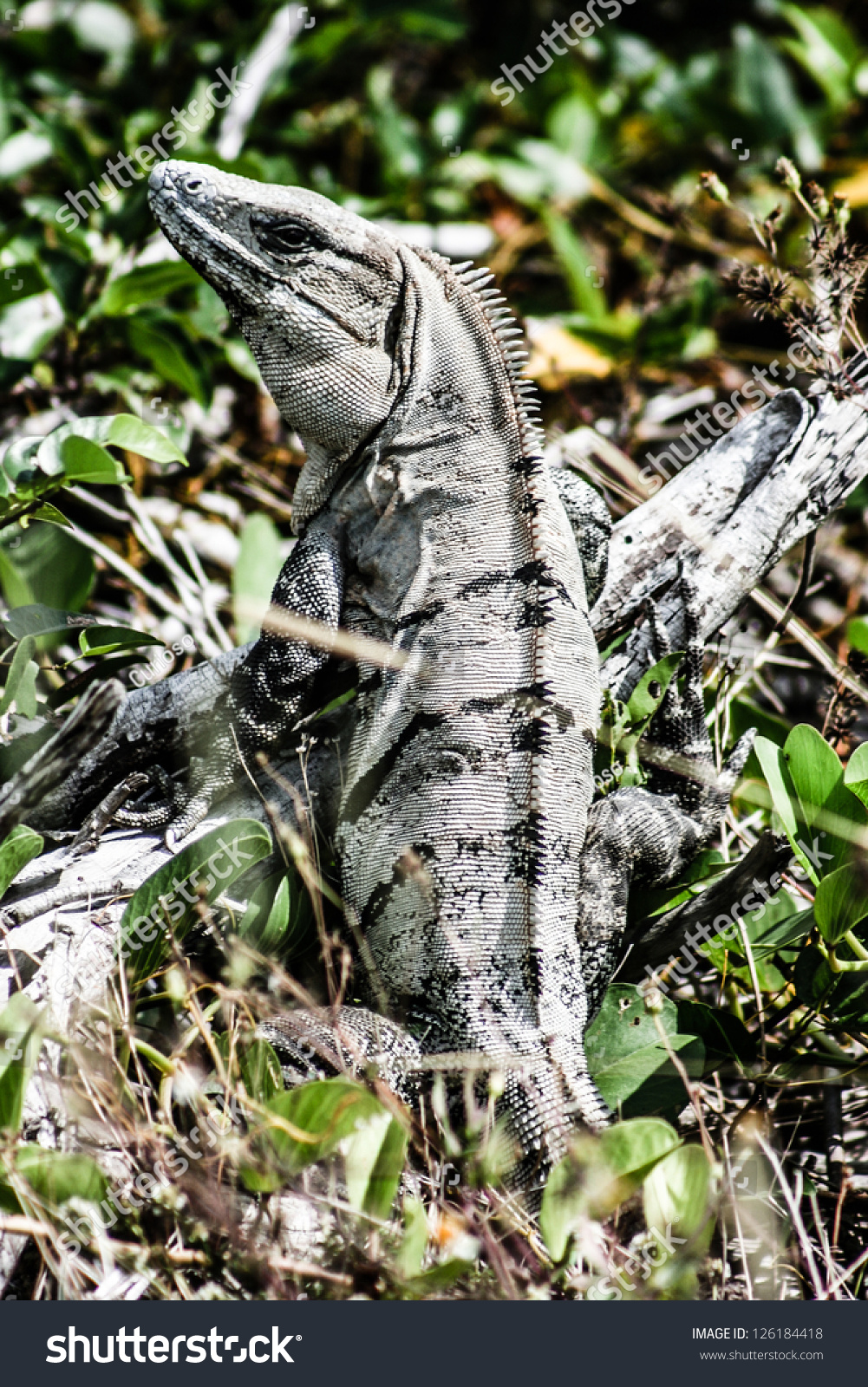 Green Iguana Seen In The Mexican Yucatan. Stock Photo 126184418 ...