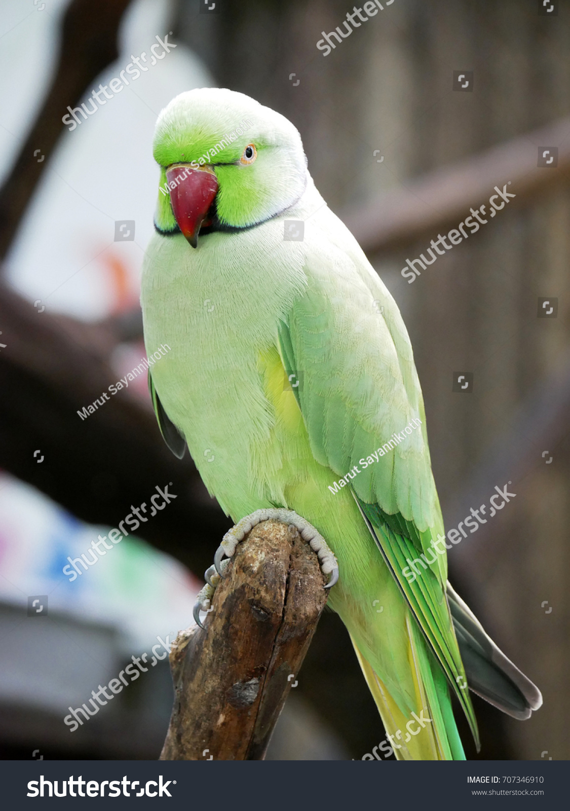 parakeet cute