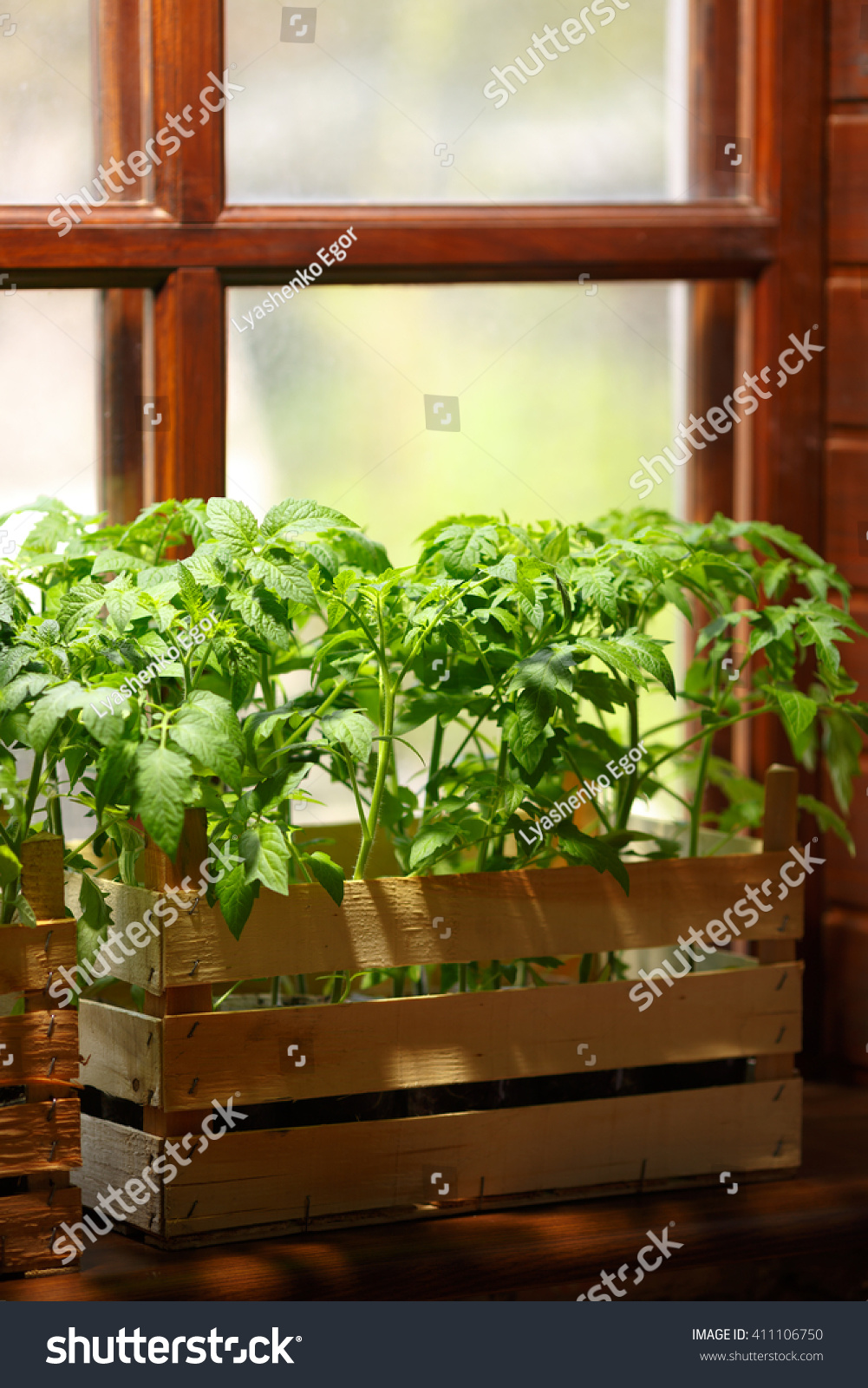 Green Indoors Color Life Green Tomato Stock Photo Edit Now 411106750