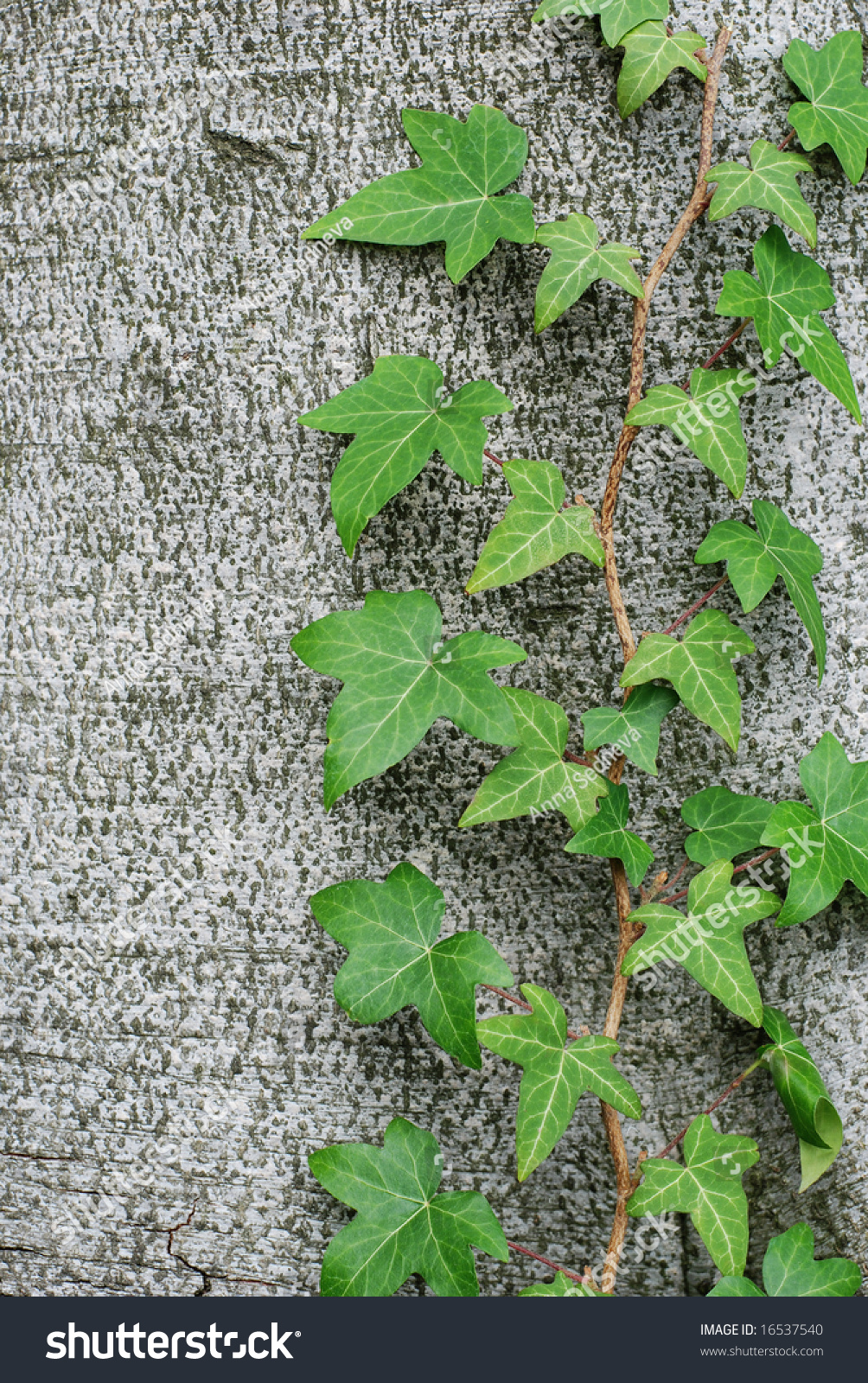 Green Ivy Vine Crawling On The Tree Trunk Stock Photo 16537540 ...