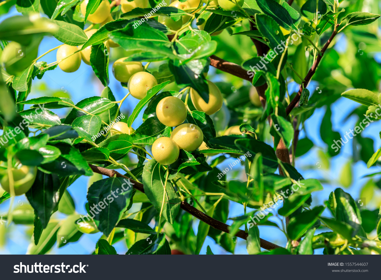 Green Jujube Fruit On Jujube Tree Stock Photo Edit Now