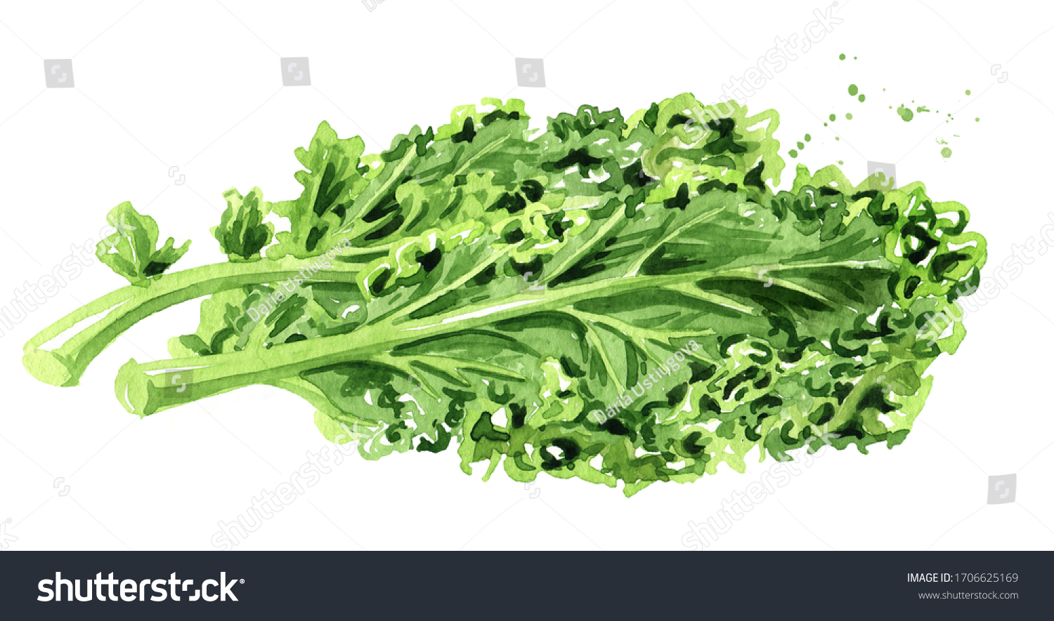 925 Kale watercolor Images, Stock Photos & Vectors | Shutterstock