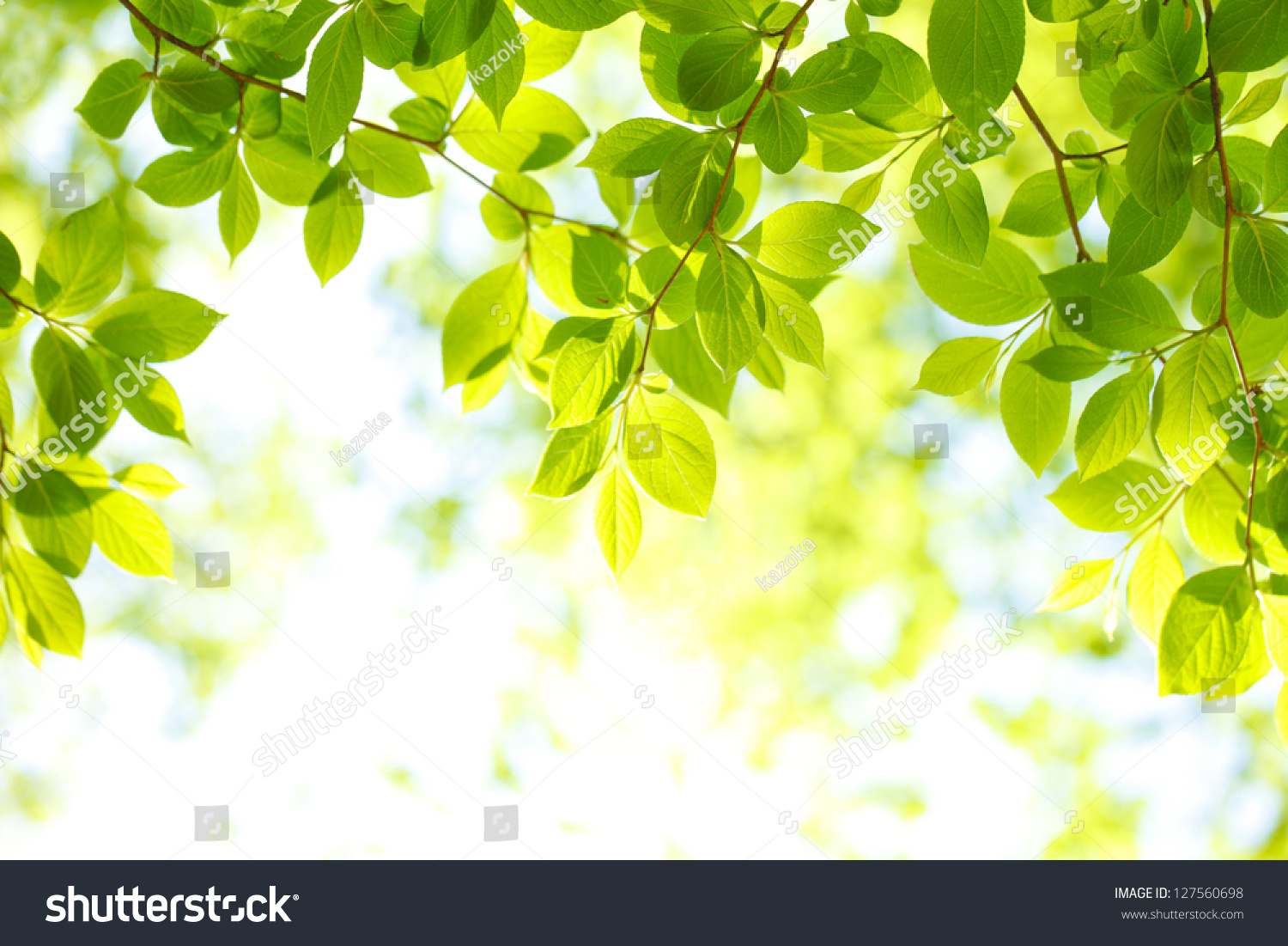 Green Leaf Background Stock Photo 127560698 - Shutterstock