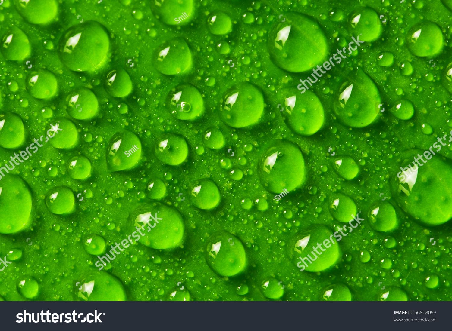 Green Leaf Background With Raindrops Stock Photo 66808093 : Shutterstock