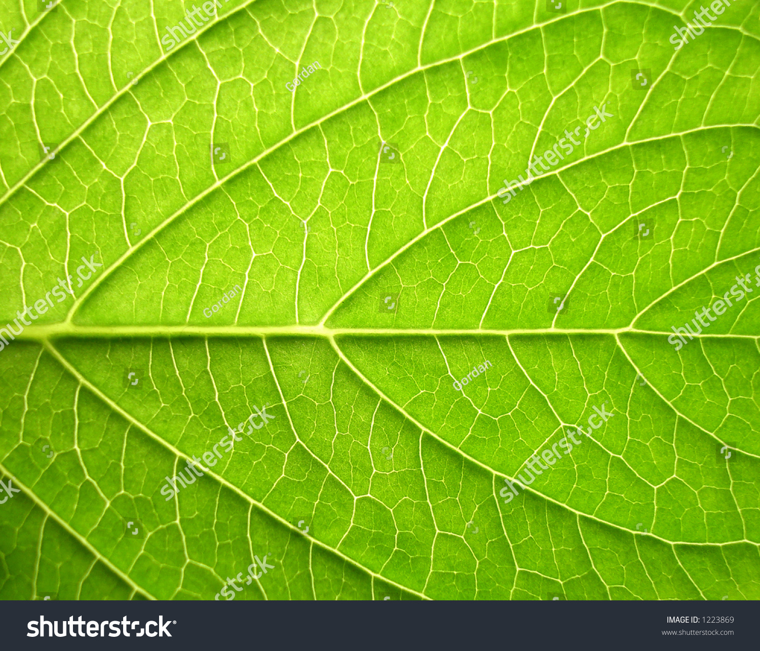 Green Leaf Close-Up Stock Photo 1223869 : Shutterstock