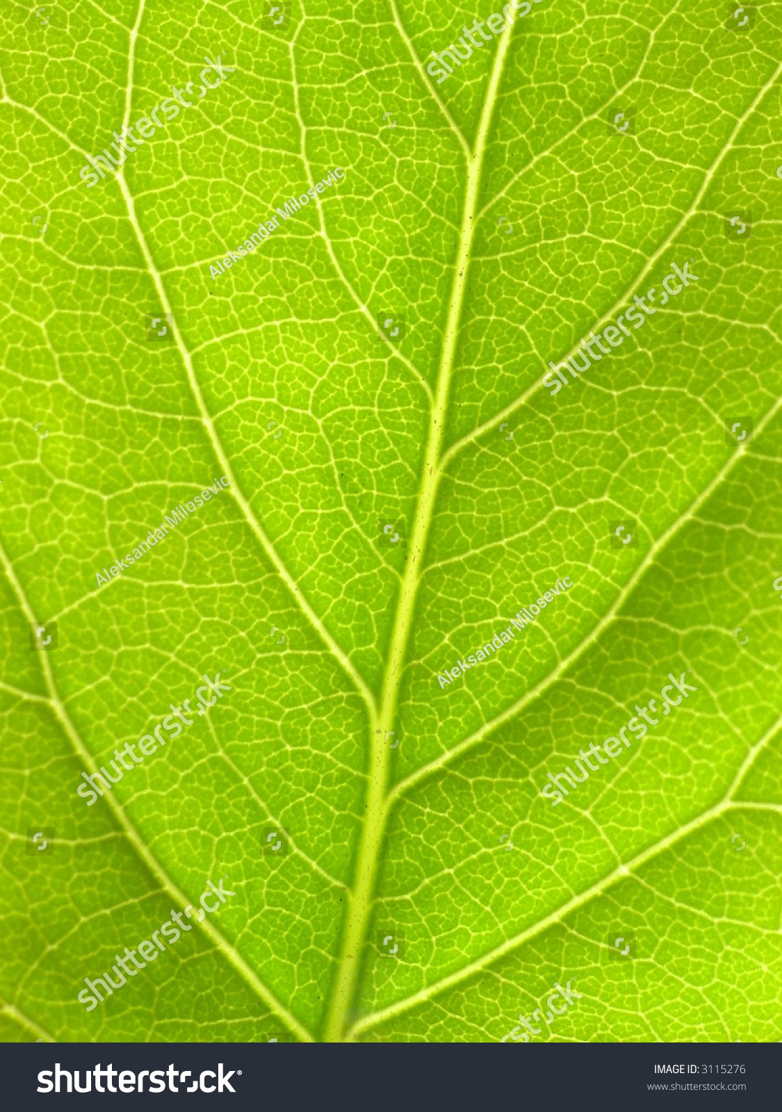 Green Leaf Fibres Background Image Stock Photo 3115276 : Shutterstock