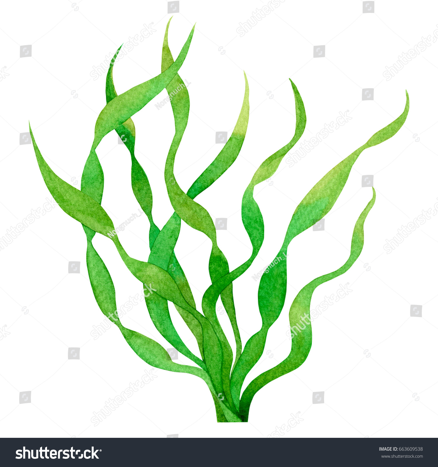 Green Leafgreen Seaweed Kelp Algae Ocean Stock Illustration 663609538 ...