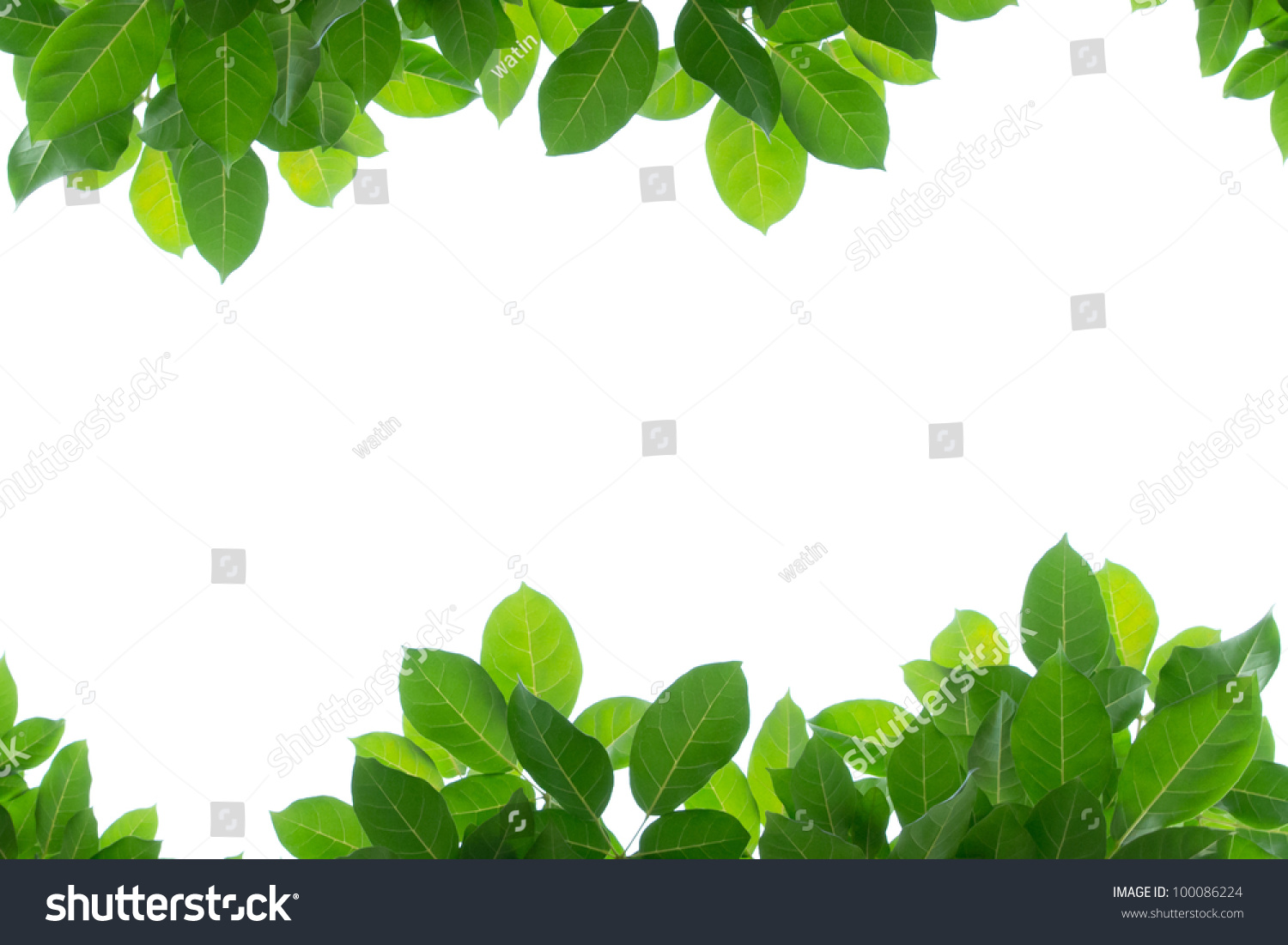 Green Leaf Isolated Background Stock Photo 100086224 : Shutterstock