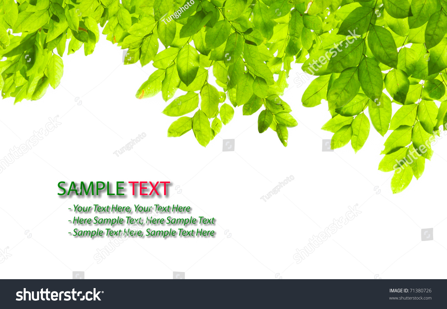 Green Leaf Isolated On White Background Stock Photo (Edit Now) 71380726