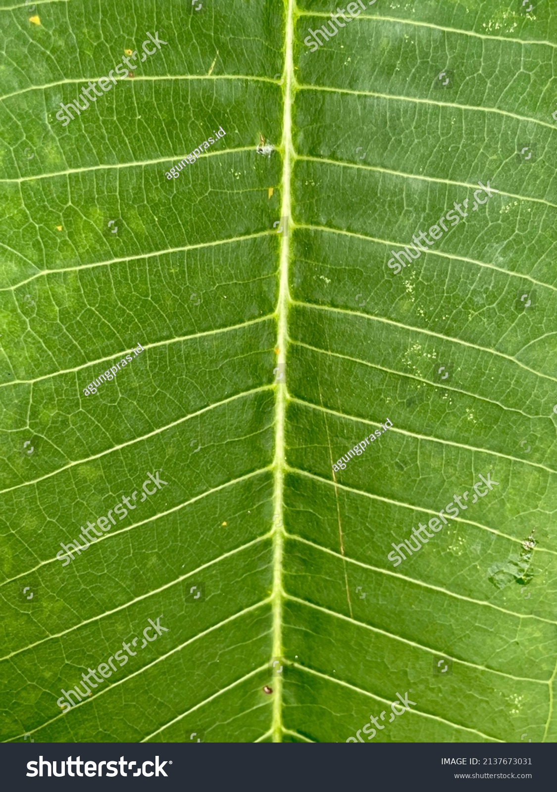 education-chart-of-biology-for-cross-section-of-leaf-diagram-stock