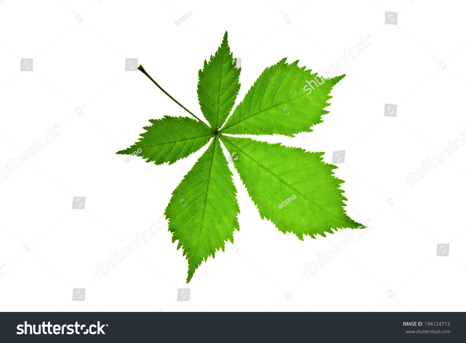 1,856 Jagged edge leaves Images, Stock Photos & Vectors | Shutterstock