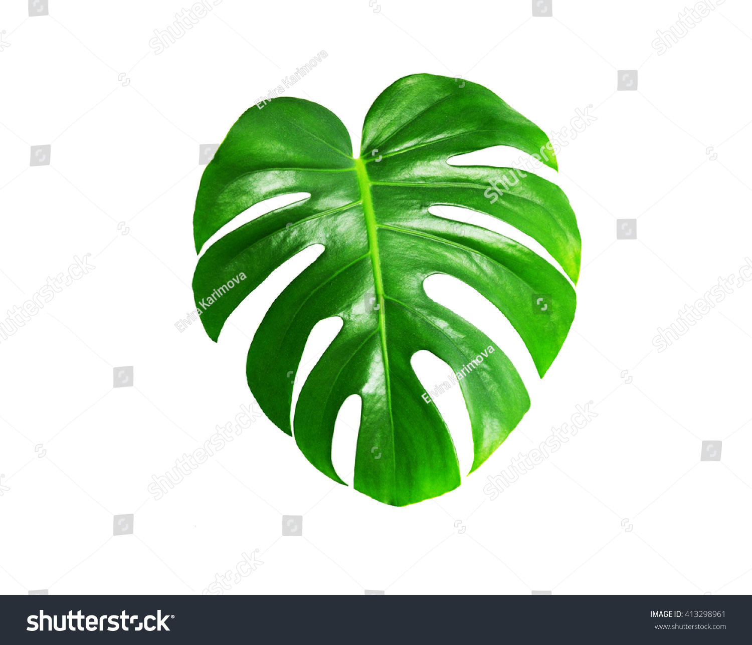 Green Leaf Mons Tera Plant Isolated Stock Photo Edit Now