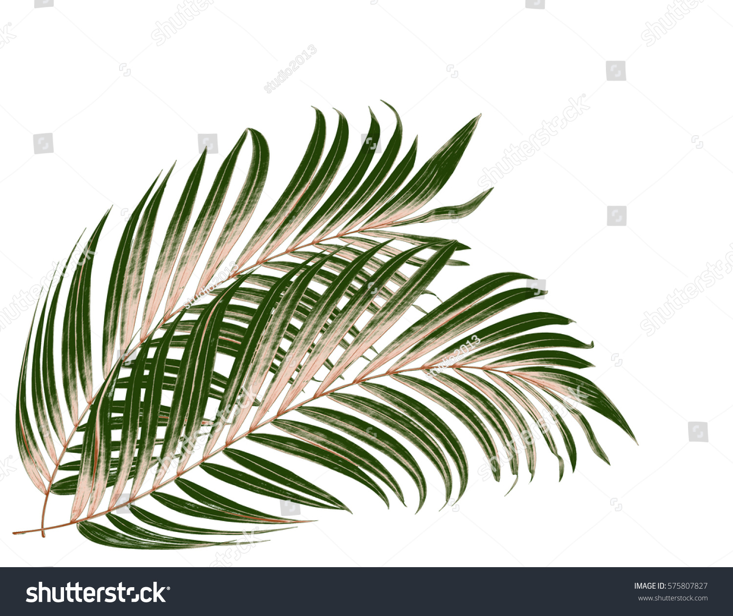 Green Leaf Palm Tree On White Stock Photo 575807827 - Shutterstock