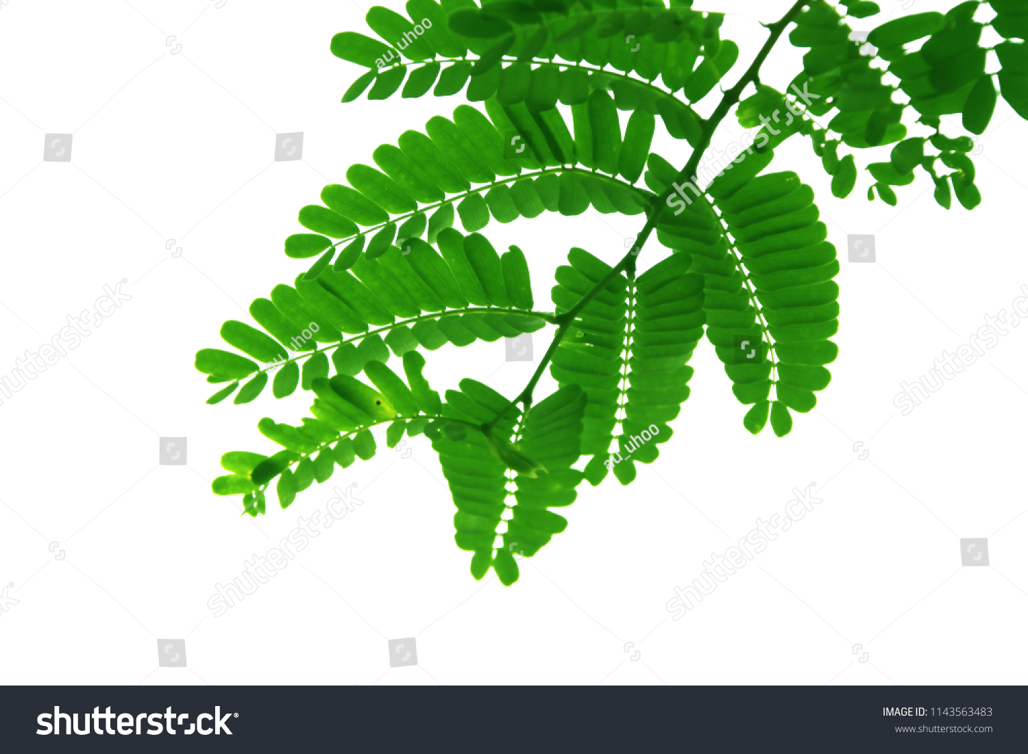 Green Leaf Tamarind Tree Style Shape Stock Photo Edit Now