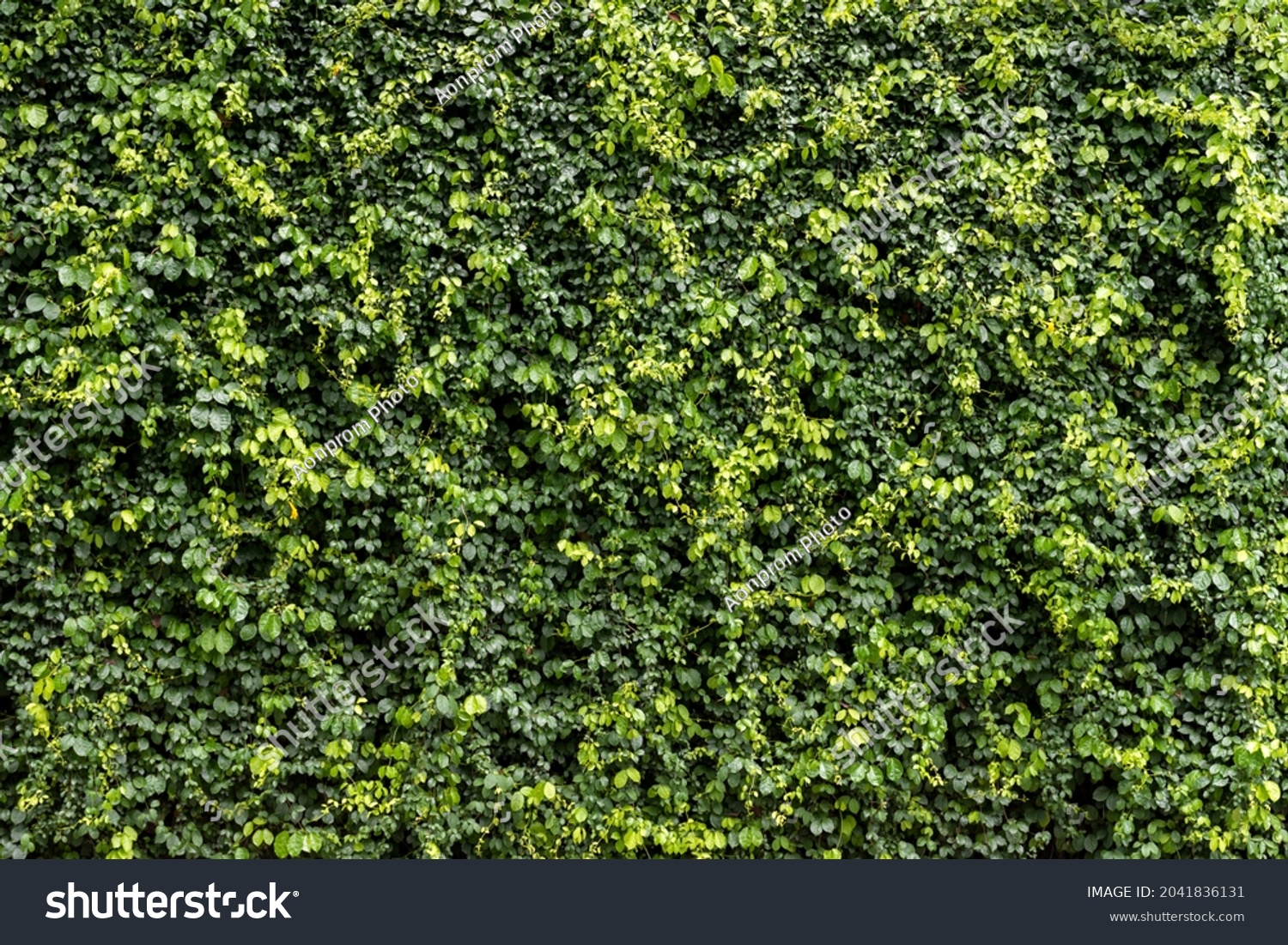 114,730 Vine on the wall Images, Stock Photos & Vectors | Shutterstock