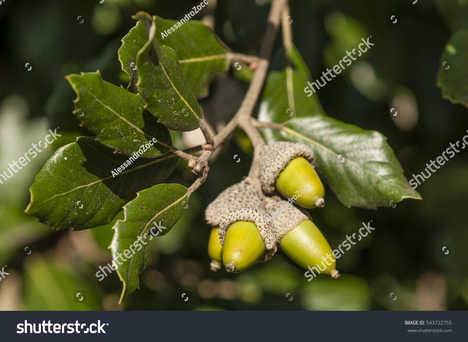 5,340 Oak holm Images, Stock Photos & Vectors | Shutterstock