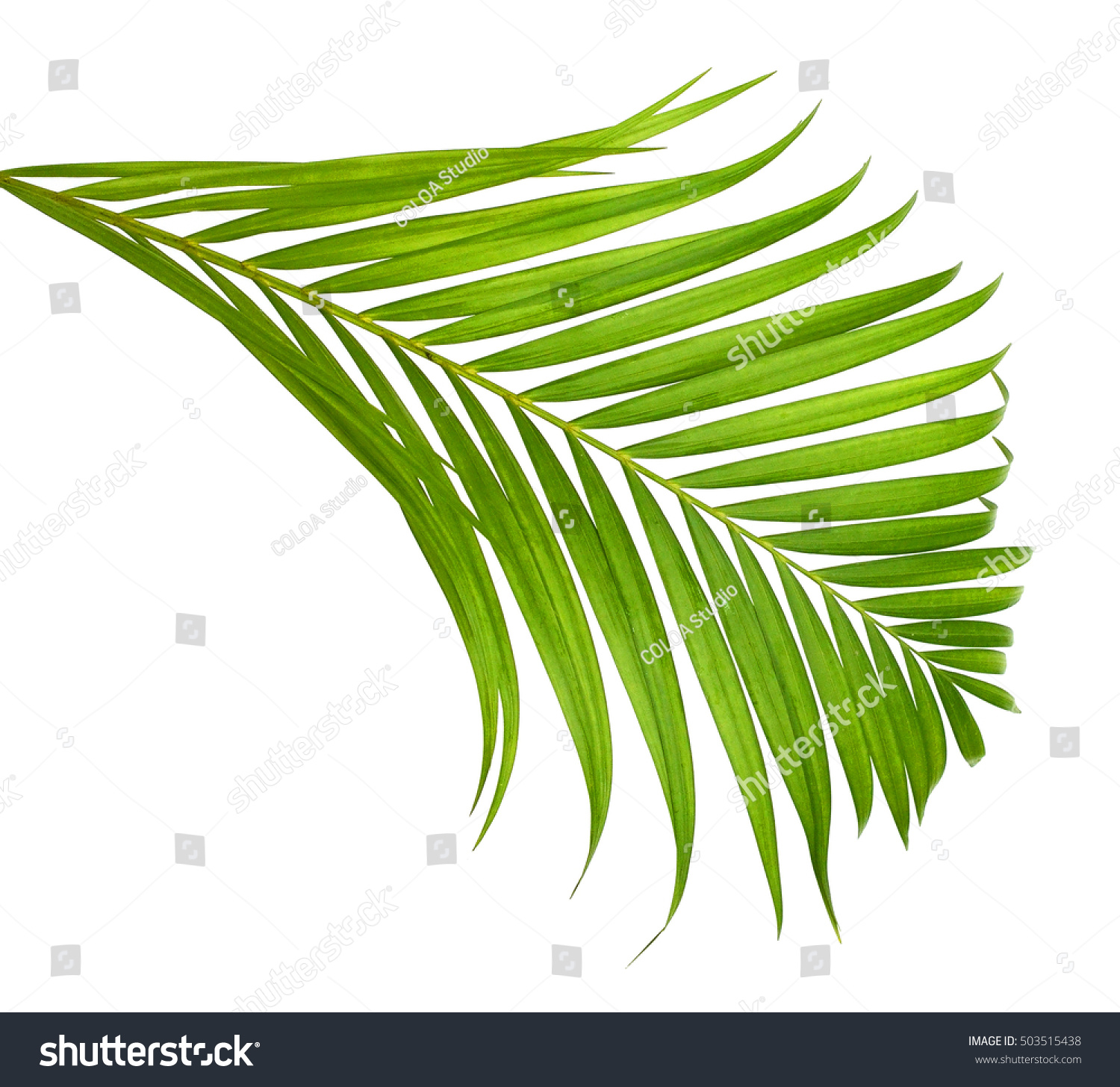 Green Leaves Palm Tree Isolated On Stock Photo 503515438 - Shutterstock