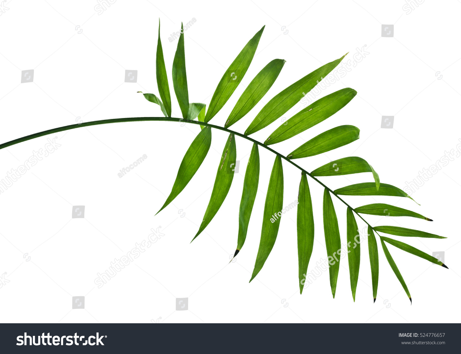Green Leaves Palm Tree On White Stock Photo (Edit Now) 524776657