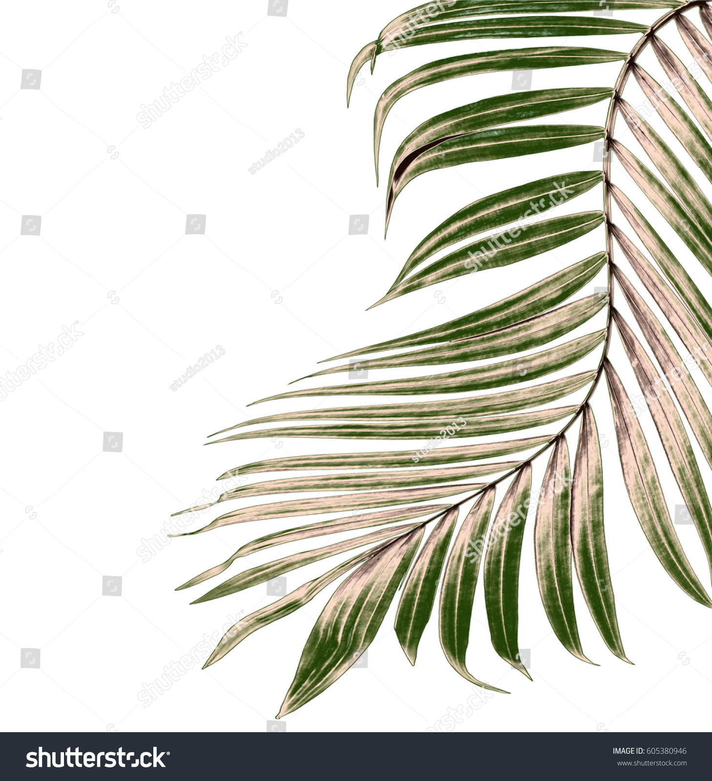 Green Leaves Palm Tree On White Stock Photo 605380946 - Shutterstock