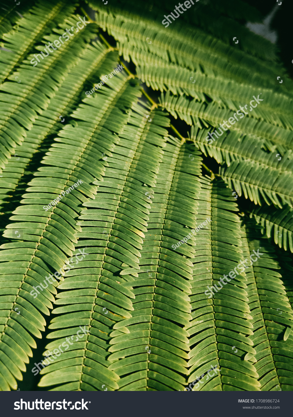 Green Leaves Silk Tree Albizia Julibrissin Stock Photo Edit Now