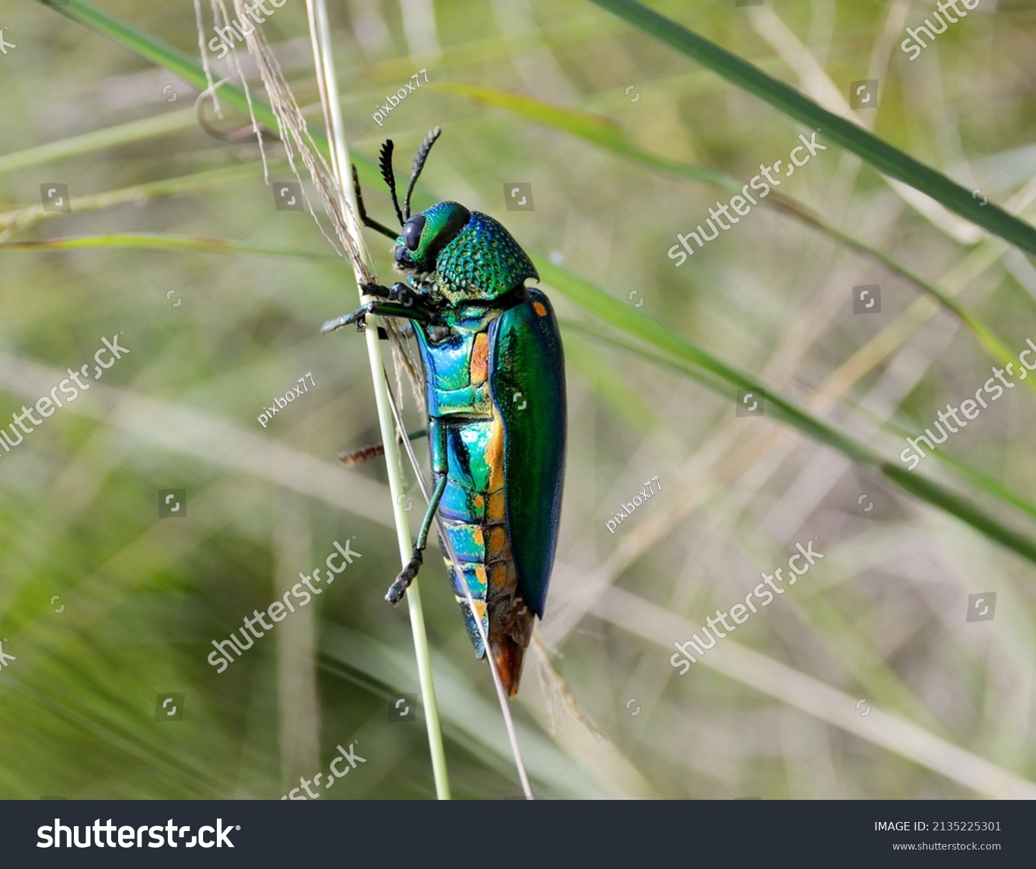 Green Jewel Beetle Im Genes Fotos De Stock Y Vectores Shutterstock   Stock Photo Green Legged Metallic Beetle Sternocera Aequisignata Or Jewel Beetle Or Metallic Wood Boring 2135225301 