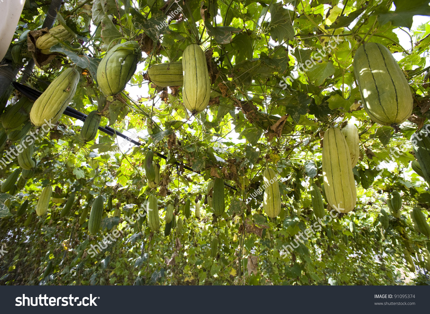 Green Loofah Plant Inside Greenhousevegetable Gourd Stock Photo ...