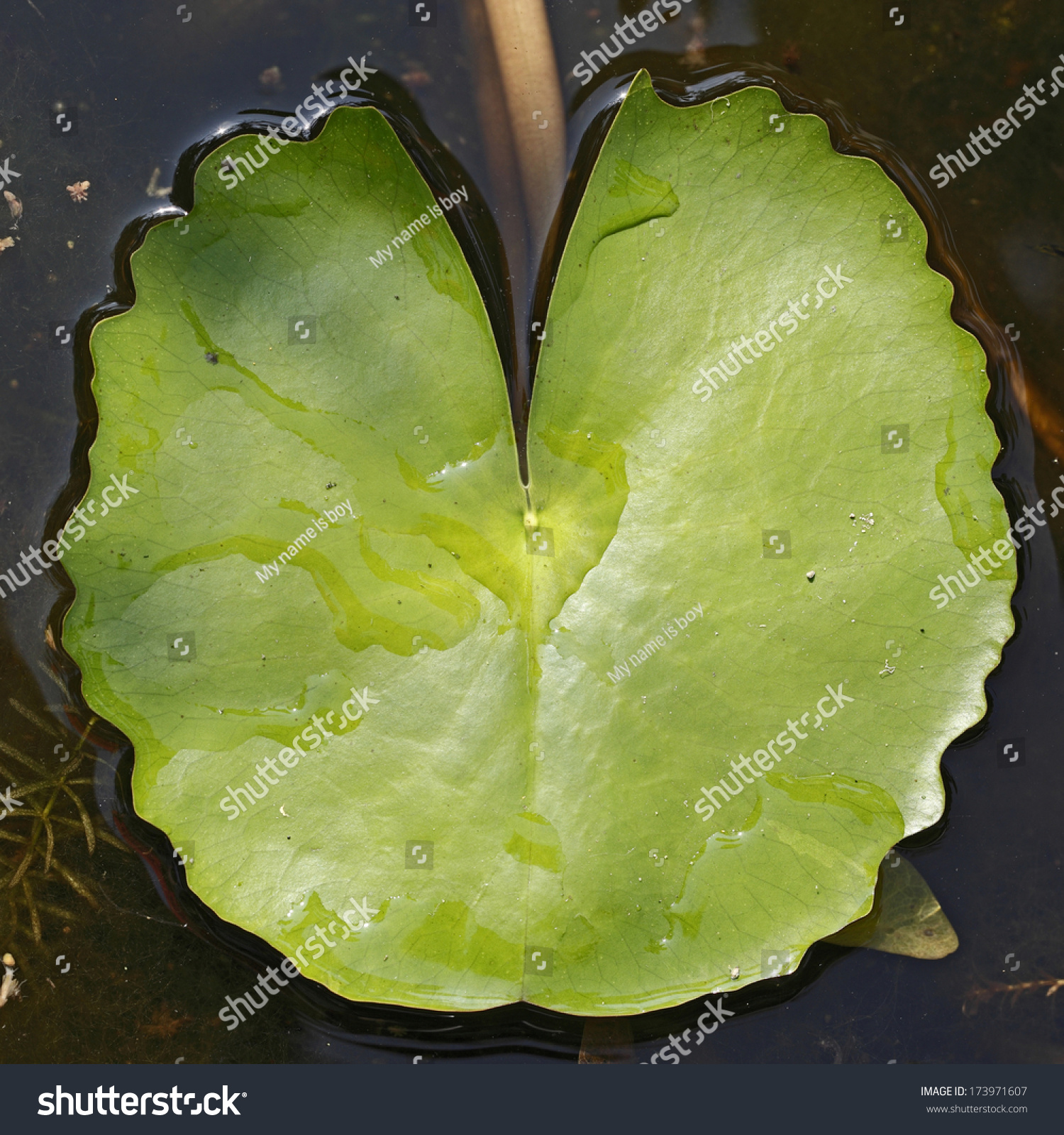 Green lotus leaf