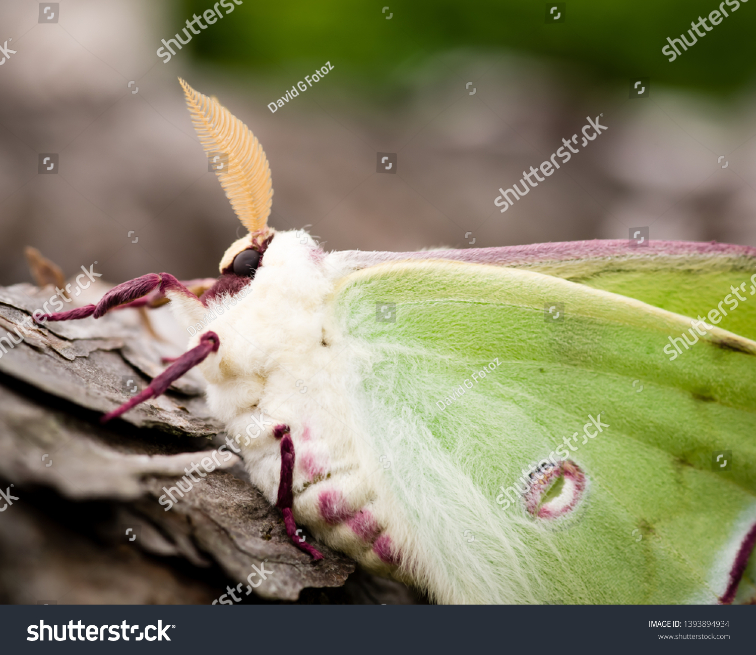 Green Luna Moth Profile Macro Closeup Stock Photo Edit Now