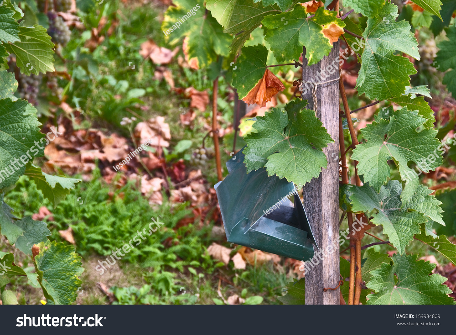 Green Metal Insect Trap On Grape Stock Photo Edit Now 159984809