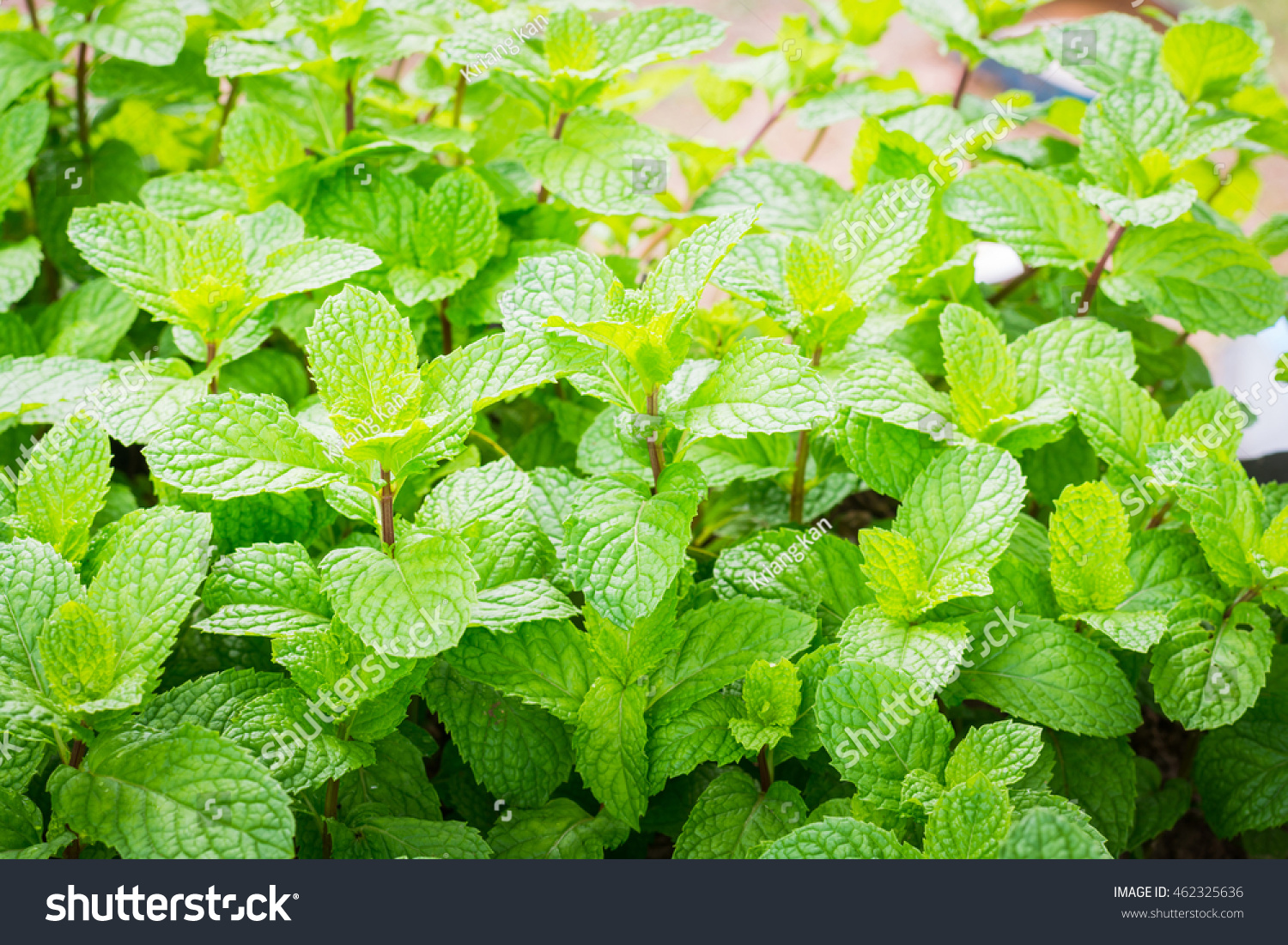 Green Mint Leaves Background Mint Leaf Stock Photo Edit Now 462325636