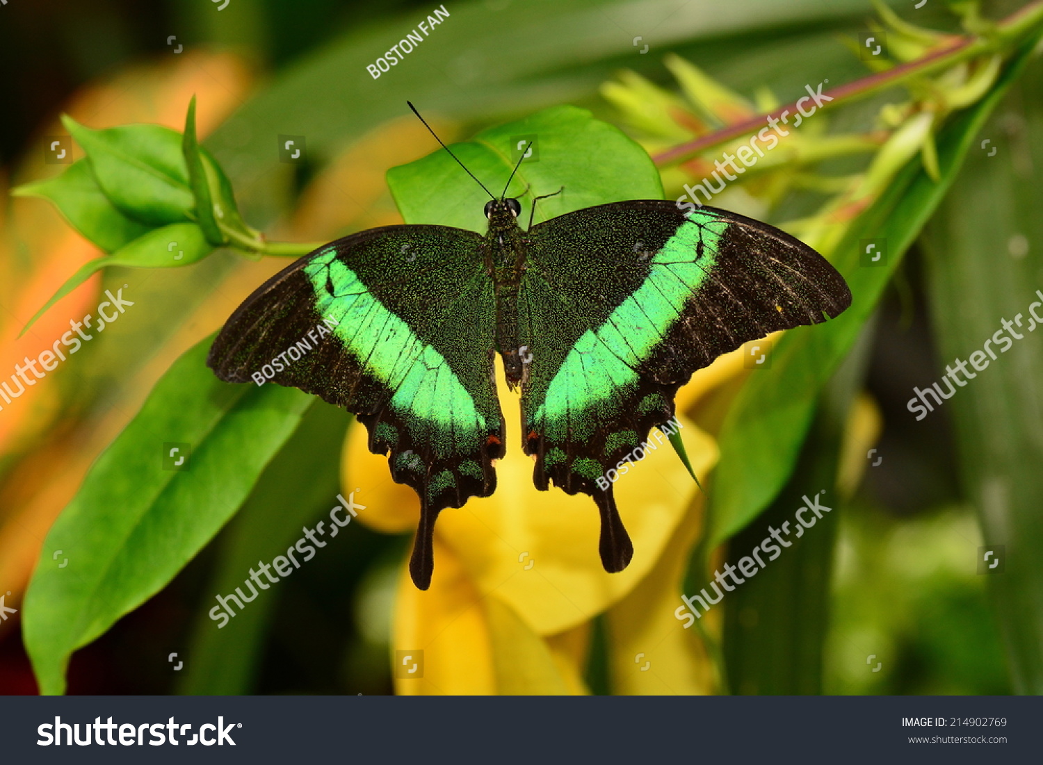 Green Moss Peacock Butterfly.This Pretty Butterfly Is From Asia. Stock ...