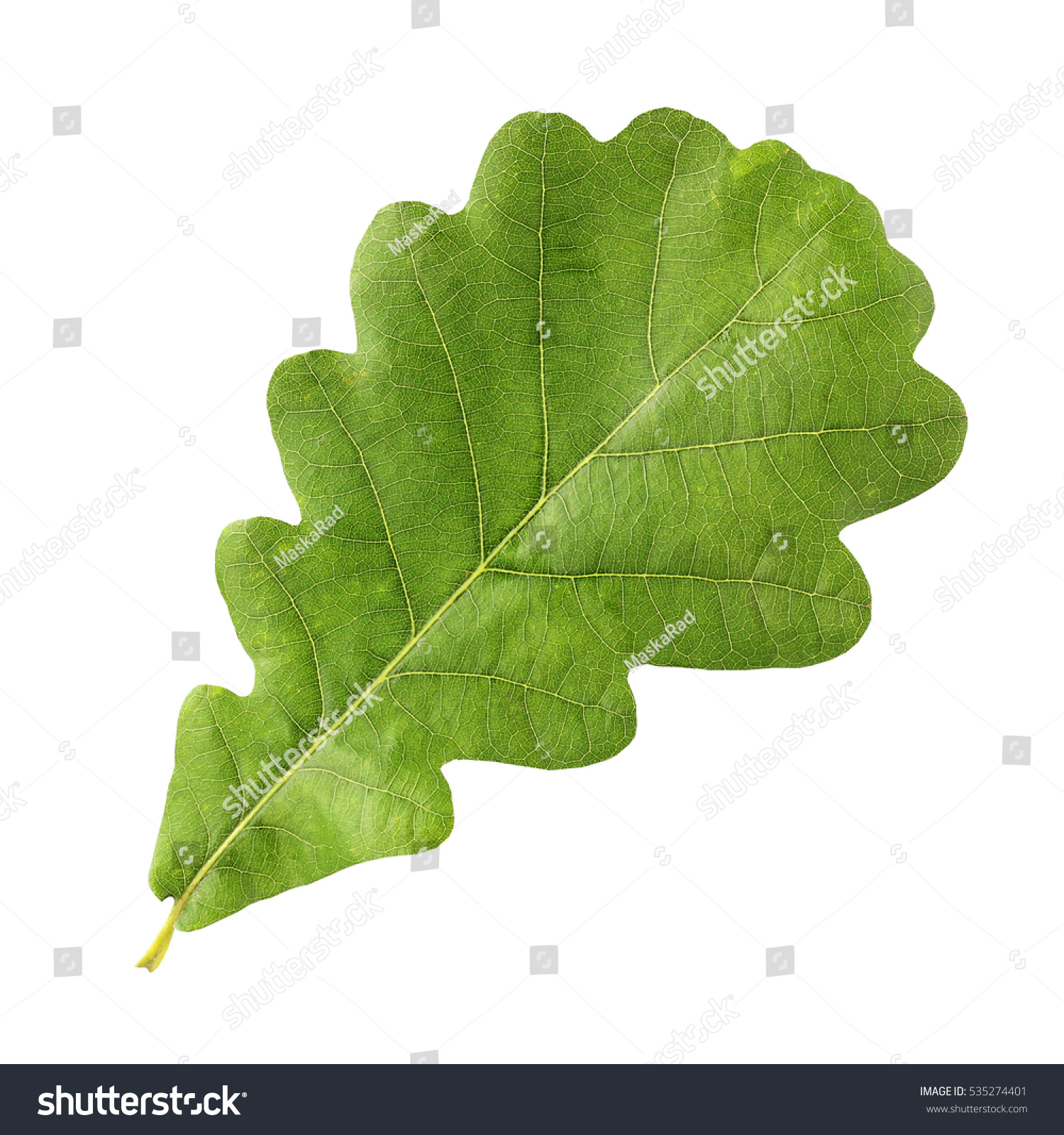 Green Oak Leaf Isolated On White Stock Photo 535274401 - Shutterstock