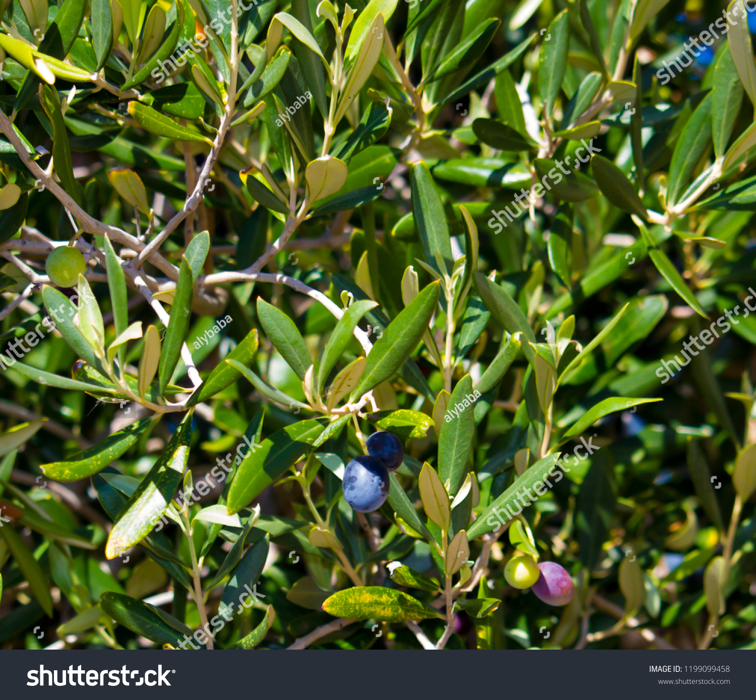 Green Olives Olea Europaea Small Tree Stock Photo Edit Now