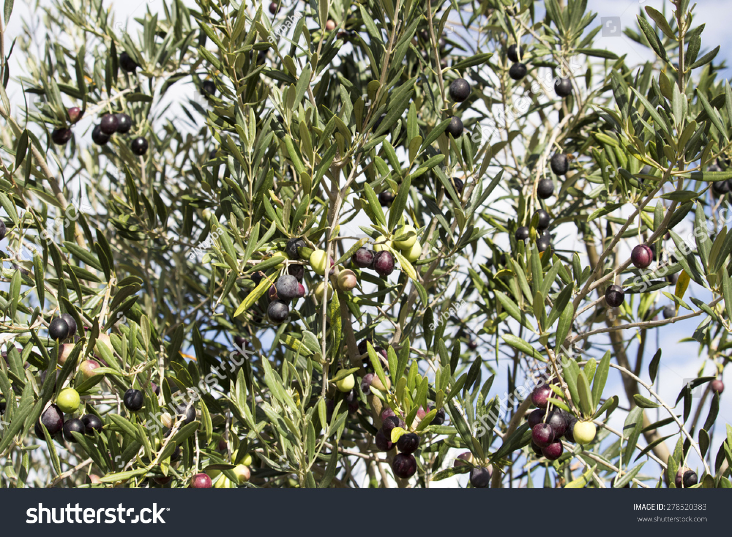Green Olives Olea Europaea Small Tree Royalty Free Stock Image