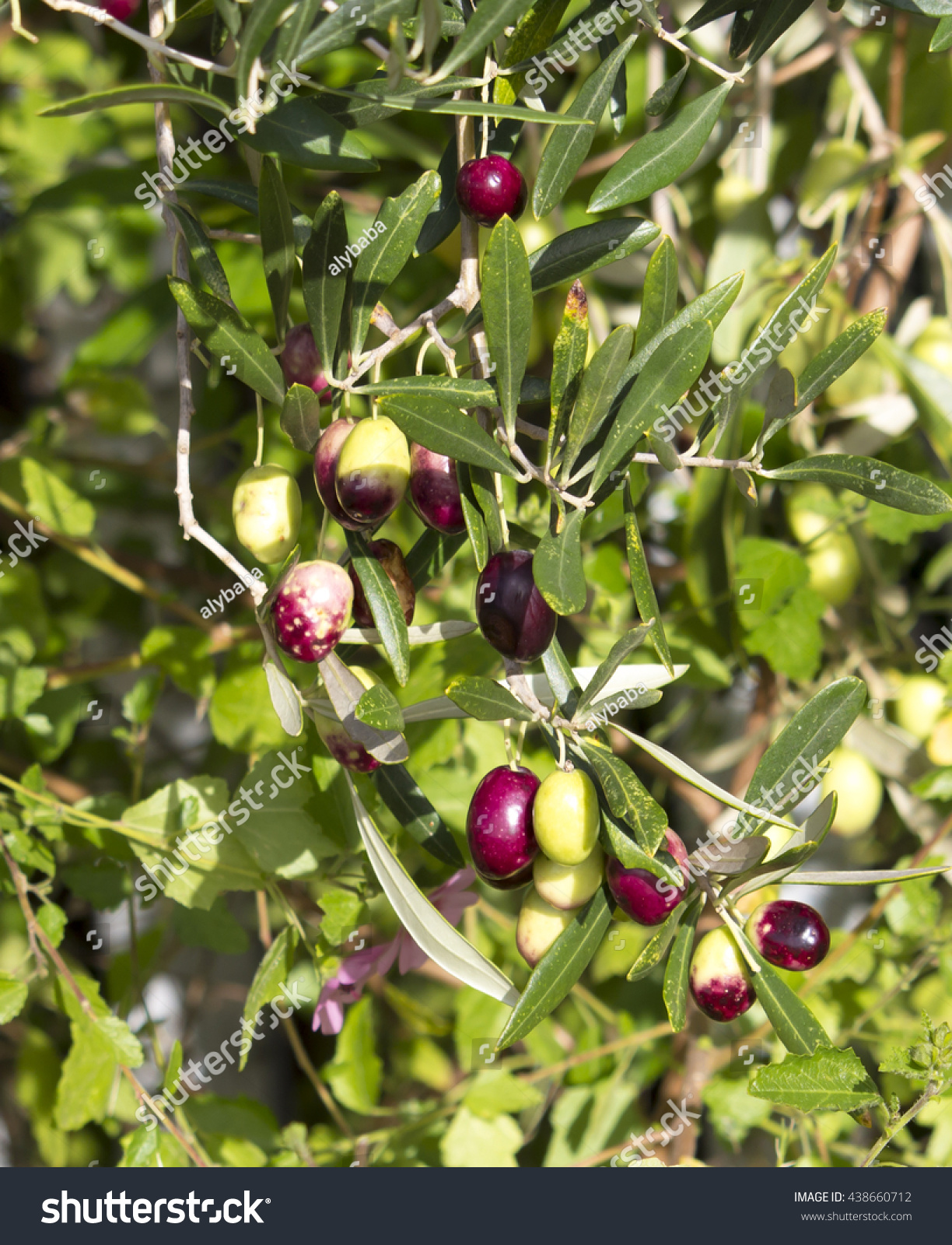 Green Olives Olea Europaea Small Tree Stock Photo Edit Now 438660712