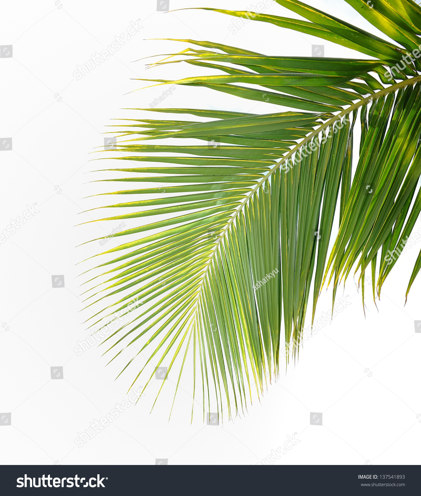 Green Palm Leaf Stock Photo 137541893 : Shutterstock