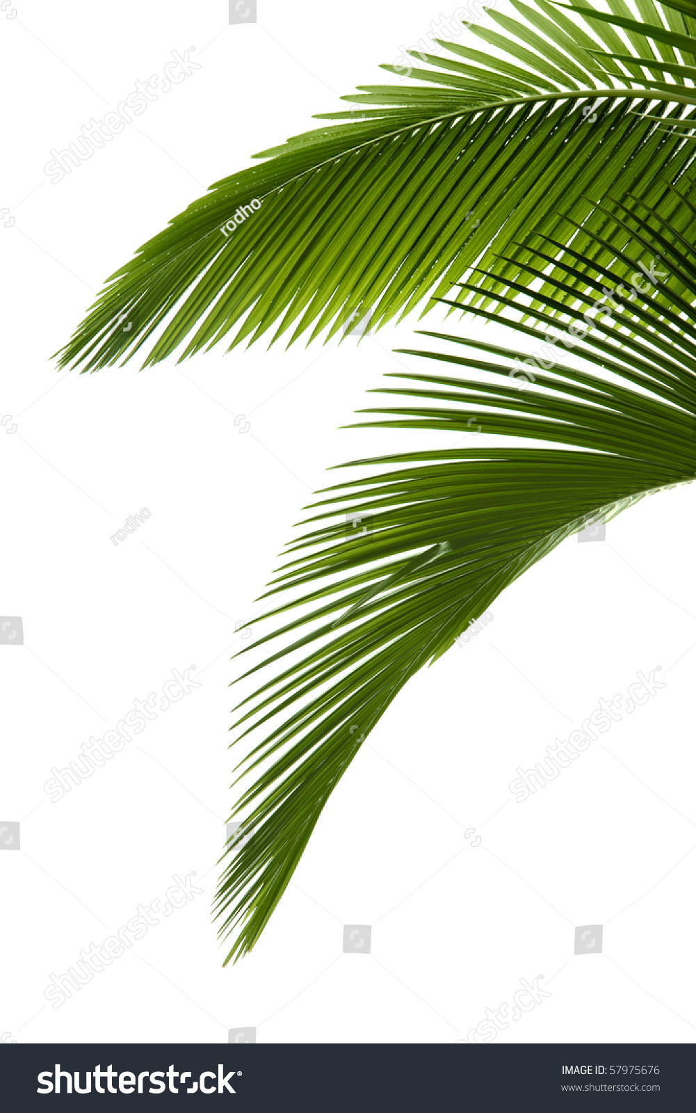 Green Palm Tree On White Background Stock Photo 57975676 : Shutterstock