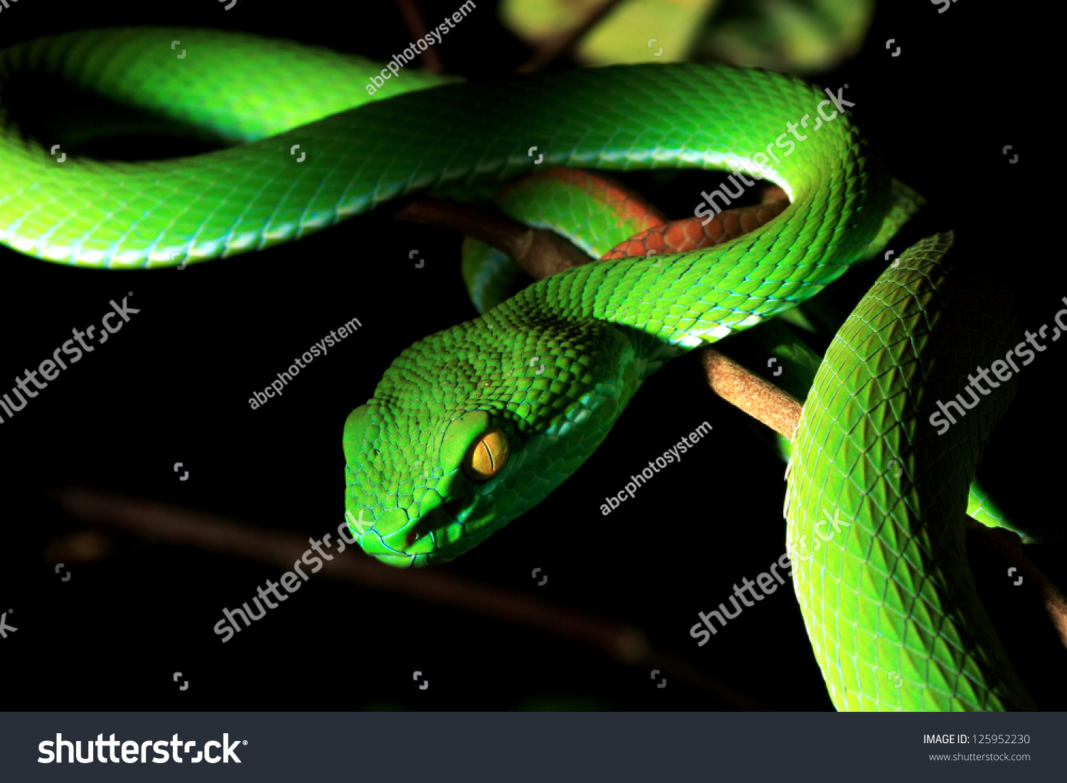 Green Pit Viper Stock Photo (Edit Now) 125952230